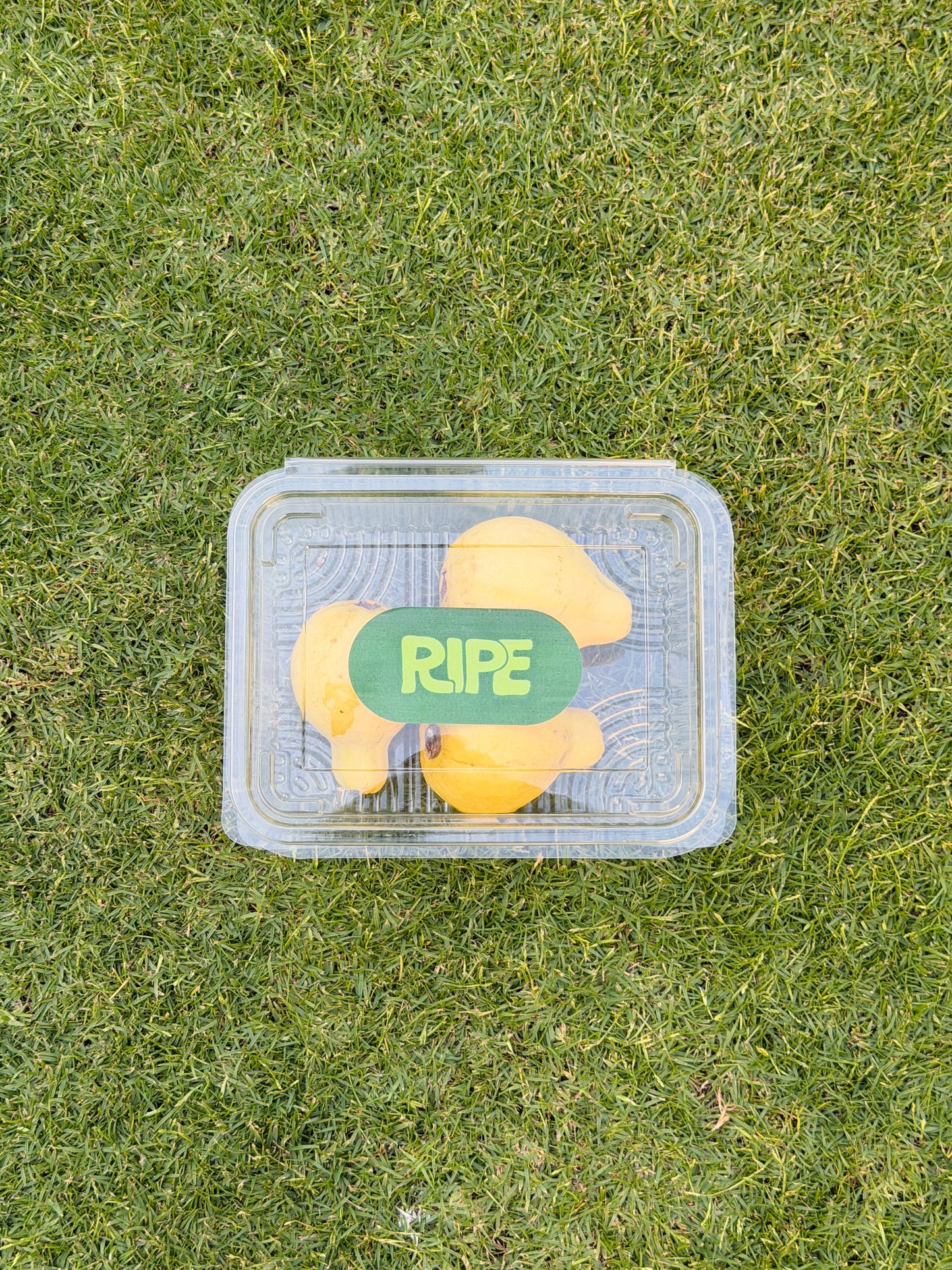 1 KG (Guava - جوافة)