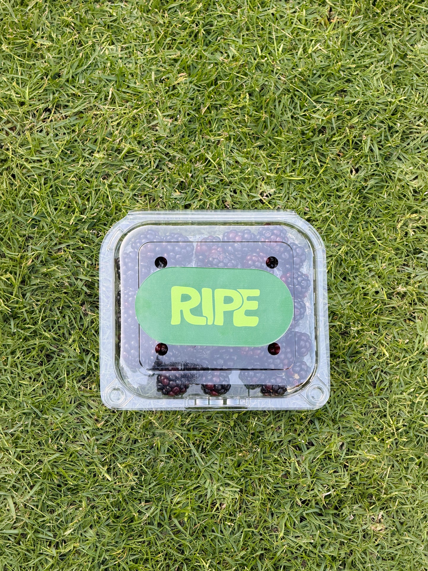 Plate 125 G ( Blackberries - توت اسود)