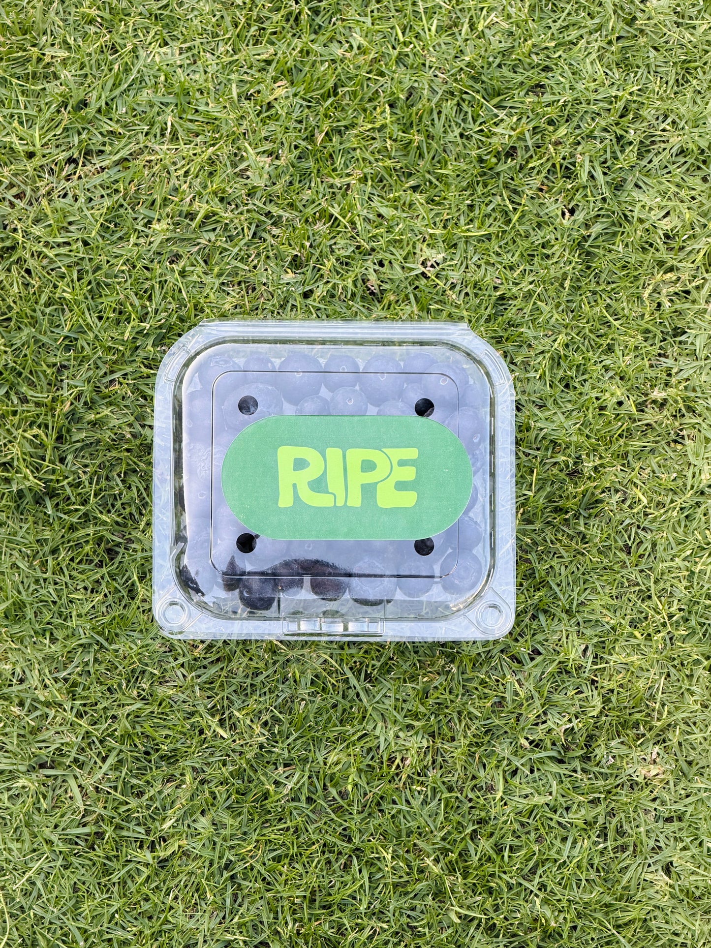 Plate 125 G Imported Blueberry -   توت ازرق مستورد