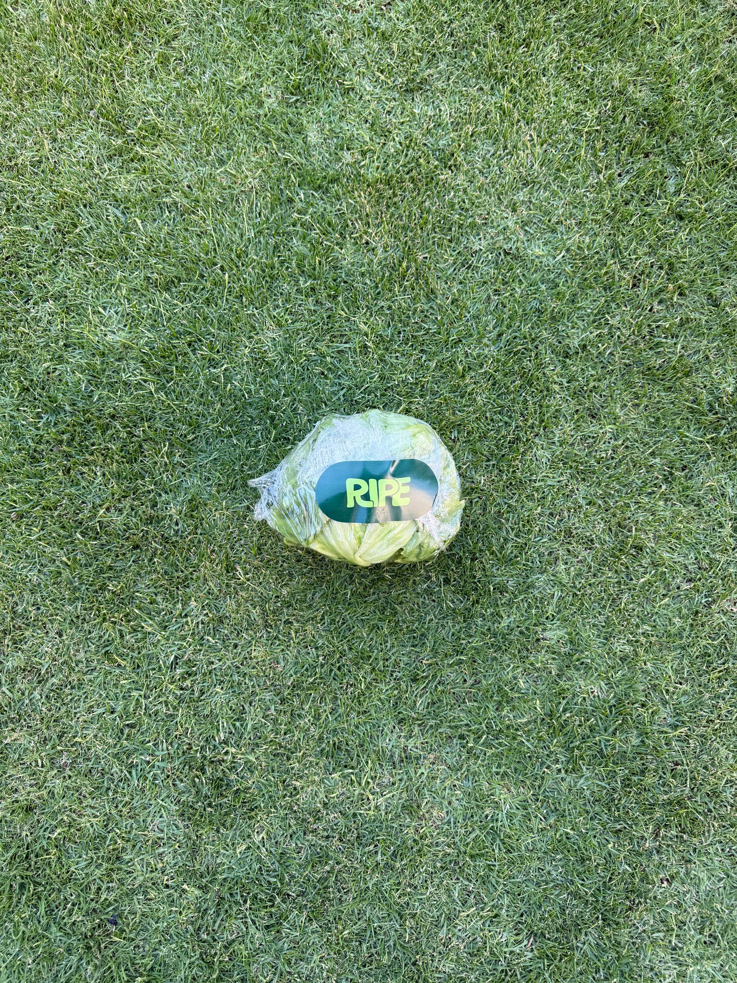 1 Piece (Lettuce  - خس)