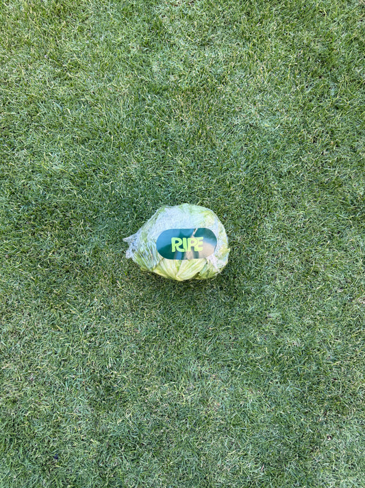 1 Piece (Lettuce  - خس)