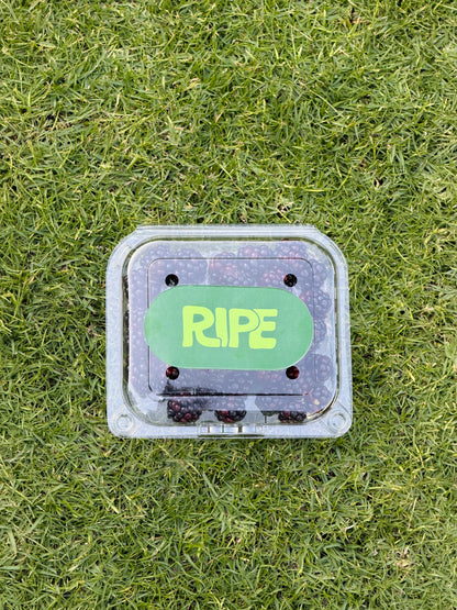 Blackberries - توت اسود