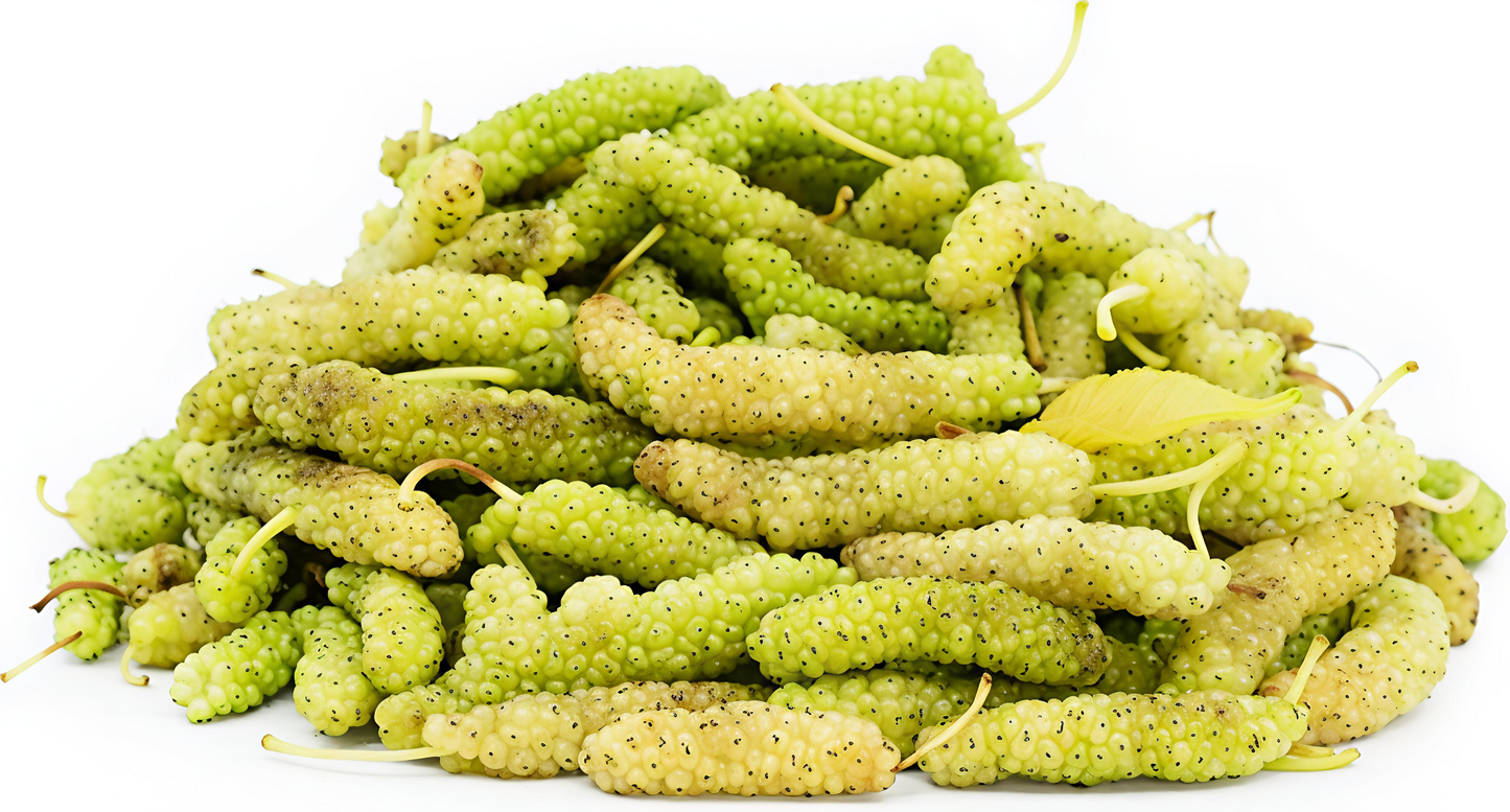 Omani Mulberry - توت عماني (125G)