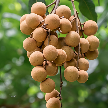 Longan - لونجان
